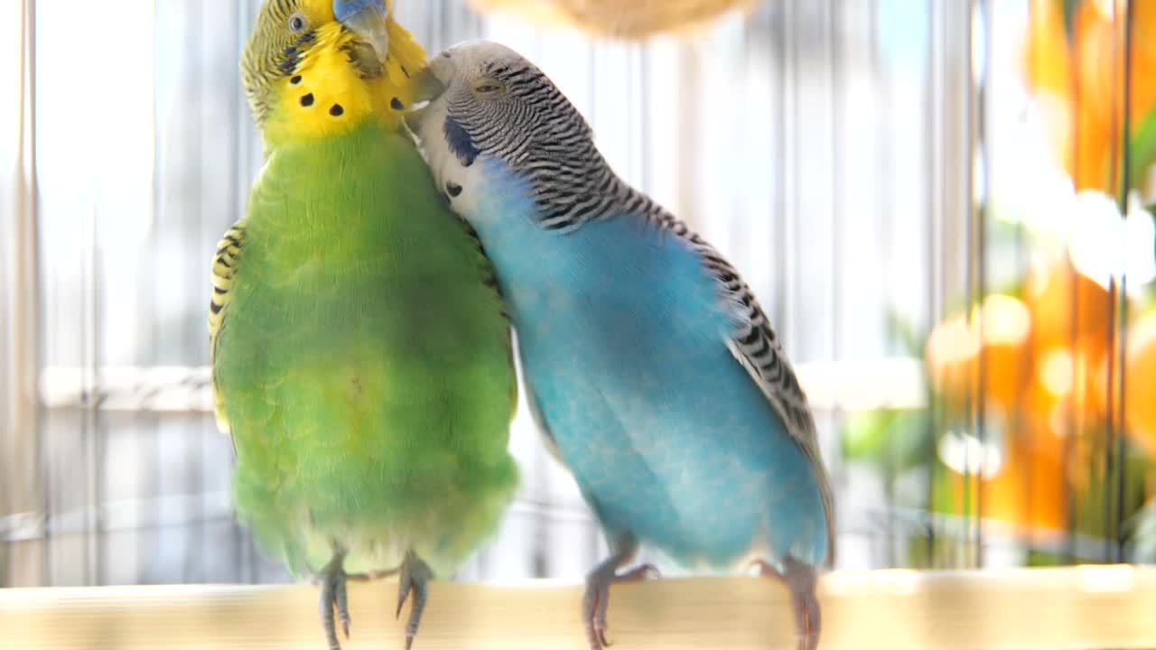 两只虎皮鹦鹉在鸟笼里梳理羽毛视频素材