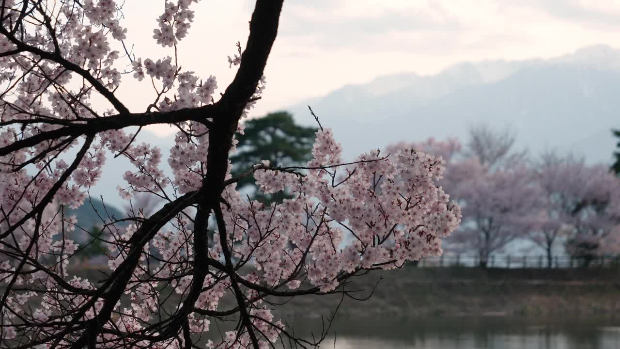樱花在风中摇曳的夕阳与雪山的背景视频素材