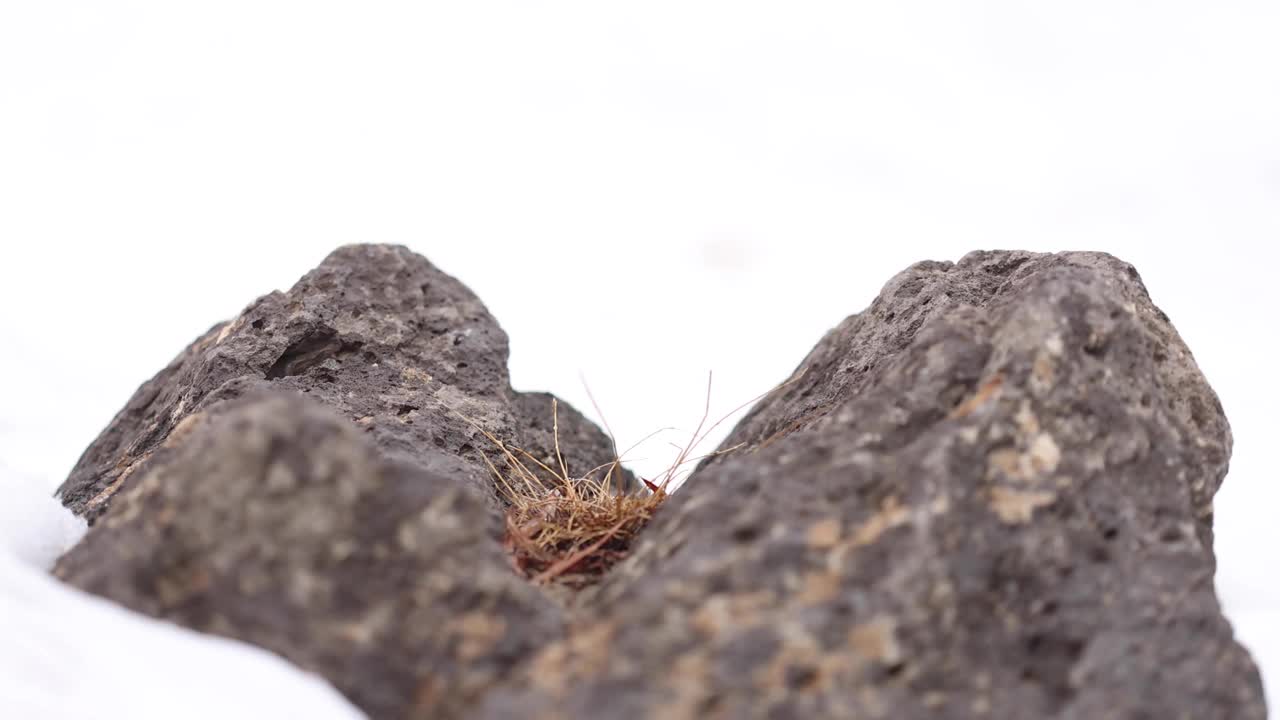 浅焦点的岩石裂缝中的小簇草视频素材