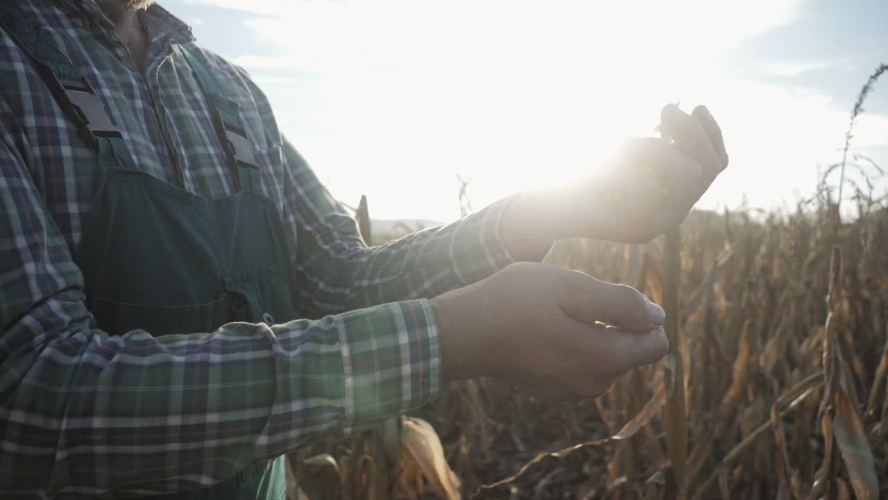 一个农民检查玉米品质的慢动作。视频下载