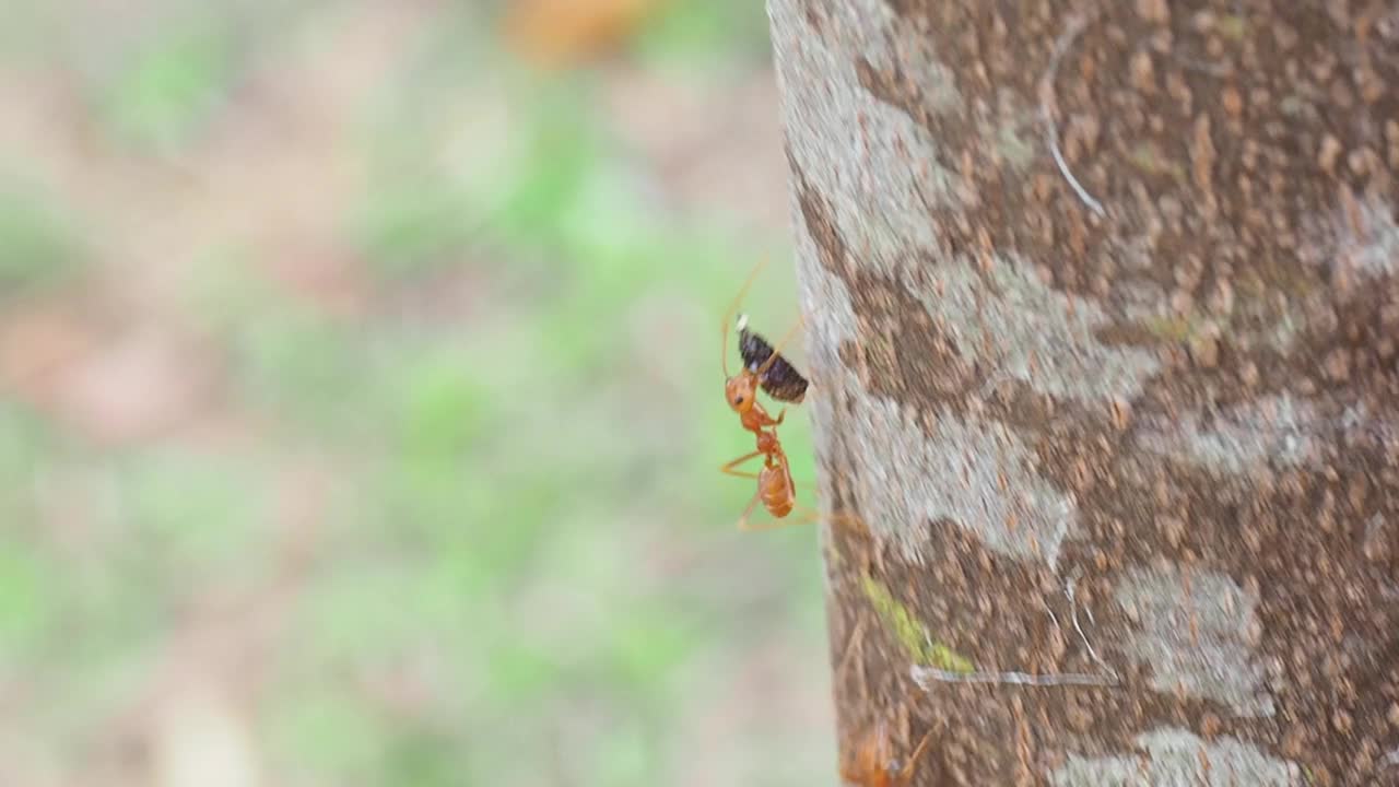 红蚂蚁正在搬运食物视频下载