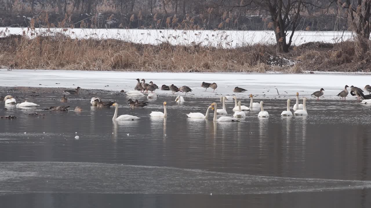 生活在朝鲜冬季湖中的大白天鹅视频下载