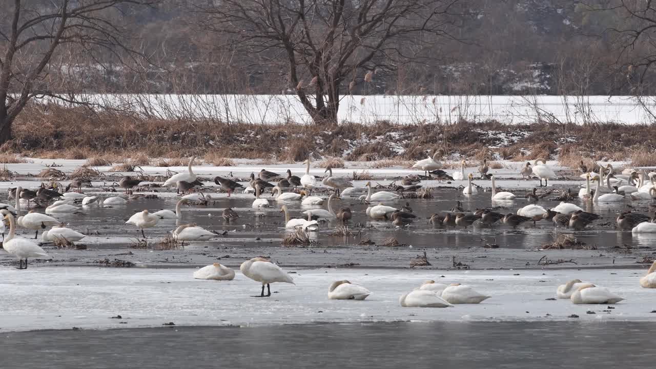生活在朝鲜冬季湖中的大白天鹅视频下载