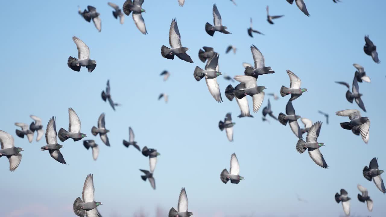 一群鸽子在飞翔。视频素材