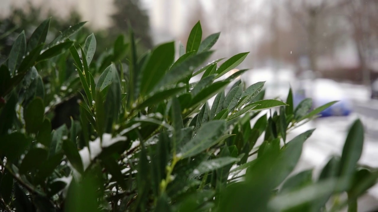 雪花落在绿色植物上视频素材