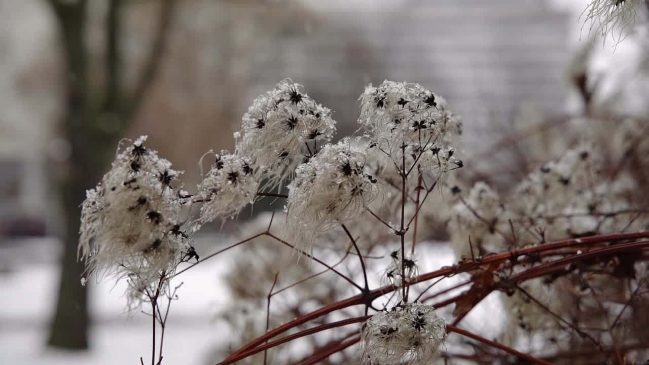 雪花落在白花上视频素材