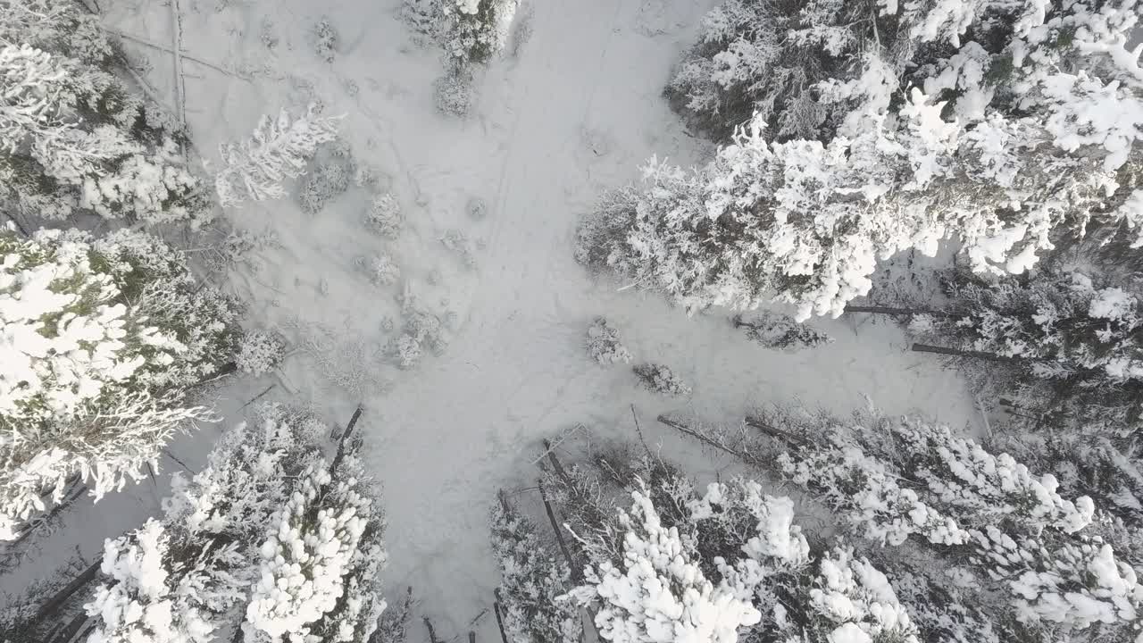 头顶无人机拍摄的一家人穿雪鞋穿过树林视频素材