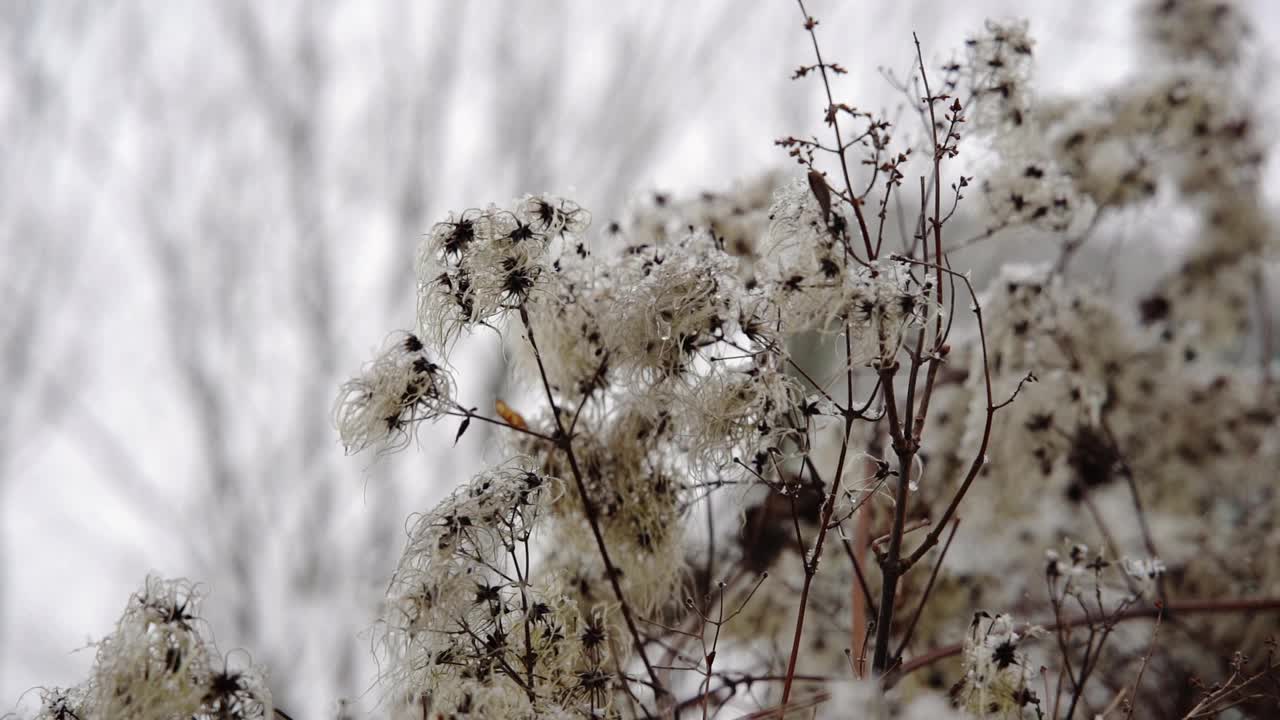 雪花落在白花上视频素材
