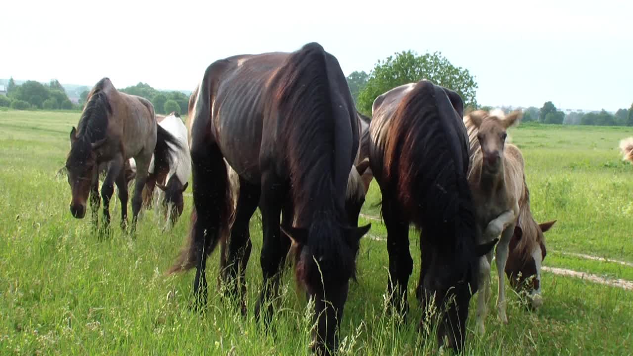 美丽的马和种马在田野里散步，吃草视频素材