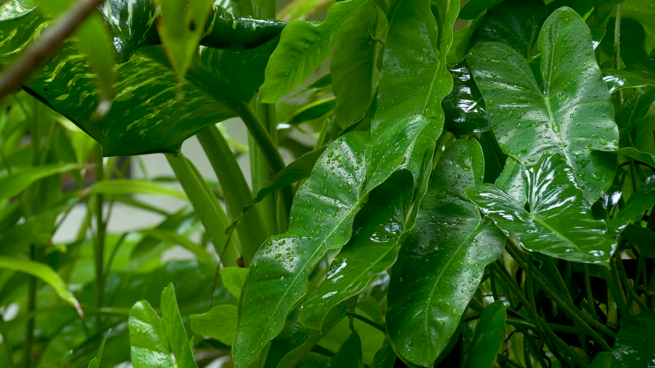 在热带的雨天，绿叶视频素材