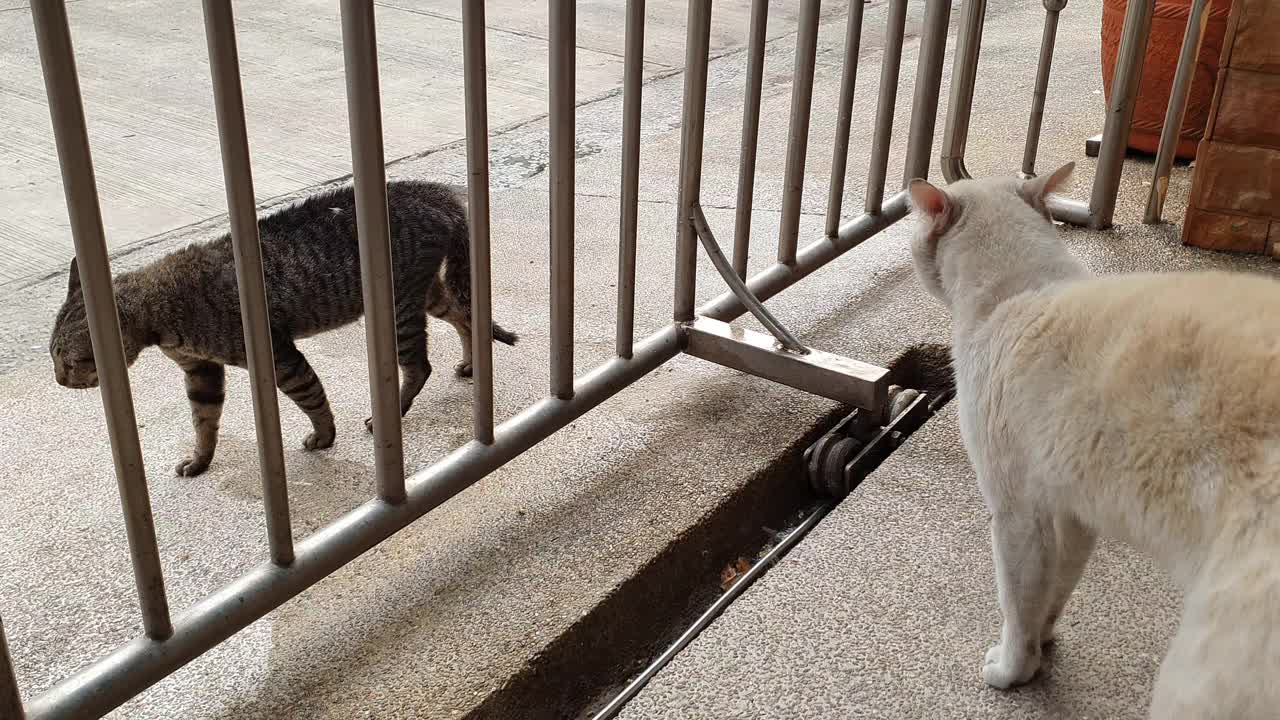 两只野猫准备打架。视频素材