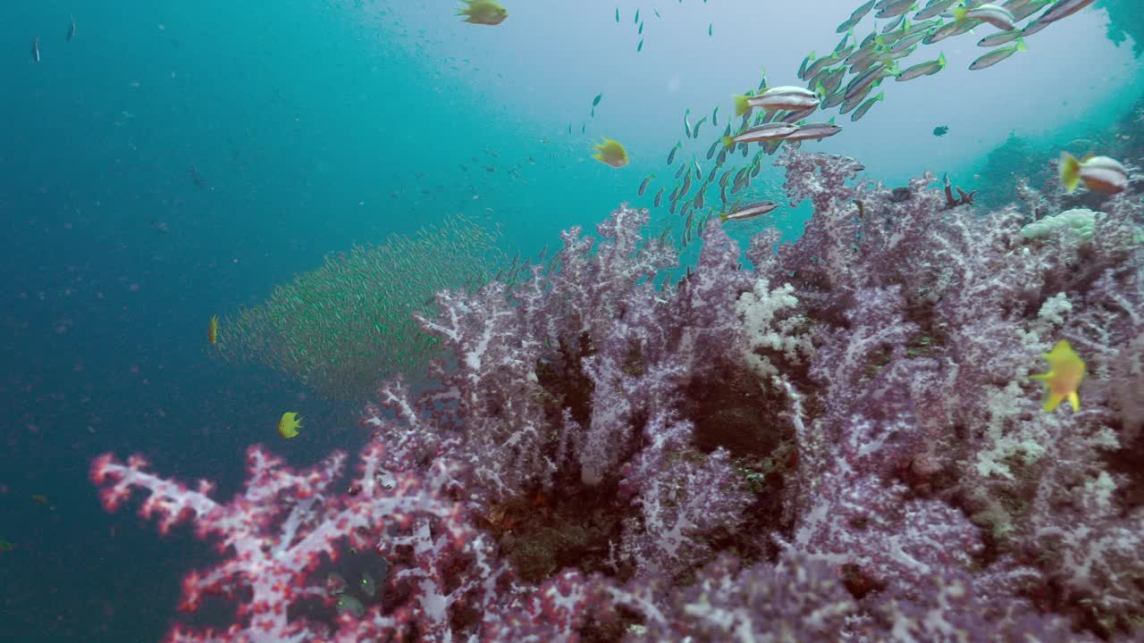 在泰国粉红色的珊瑚礁上潜水的人视频下载