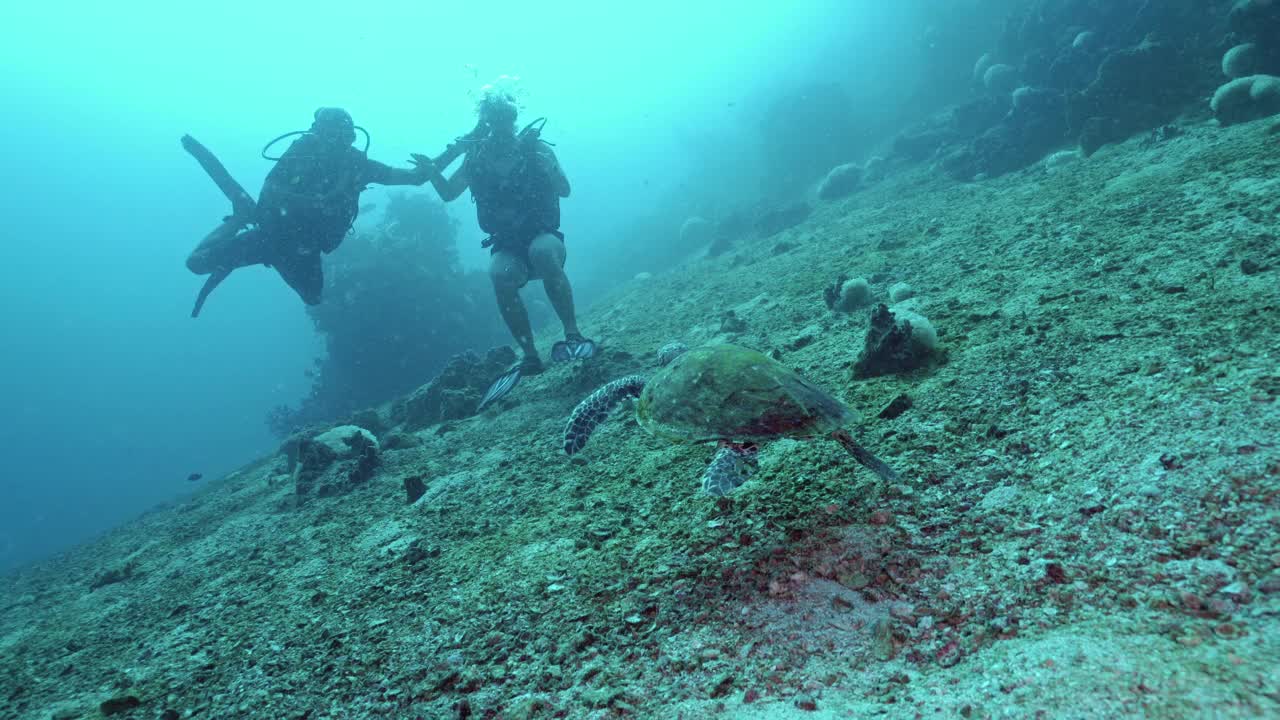 濒临灭绝的玳瑁海龟接近潜水员视频下载