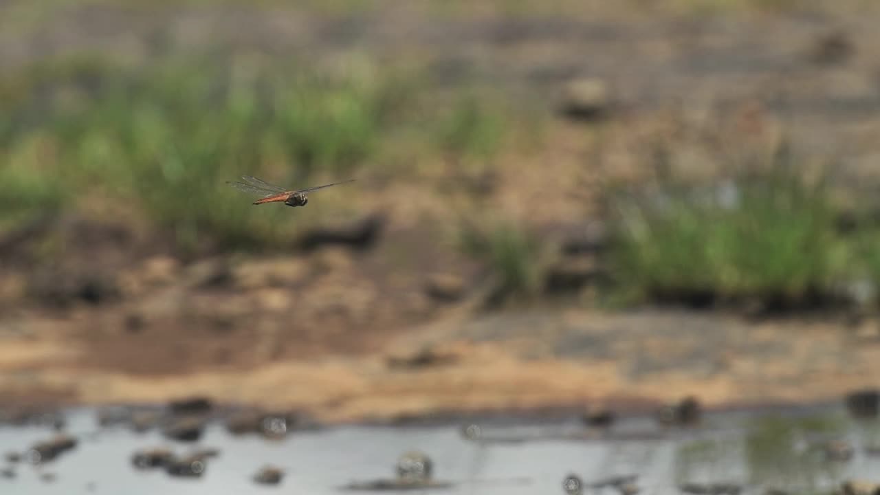 一只蜻蜓在肯尼亚用模糊的荒野背景稳定地飞翔-中景视频下载