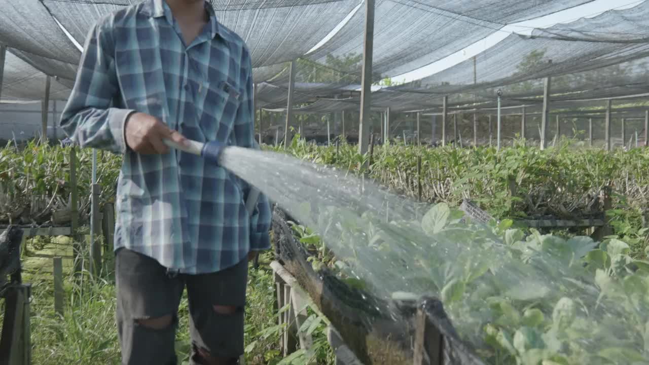 为农场中的有机蔬菜提供营养和水视频下载