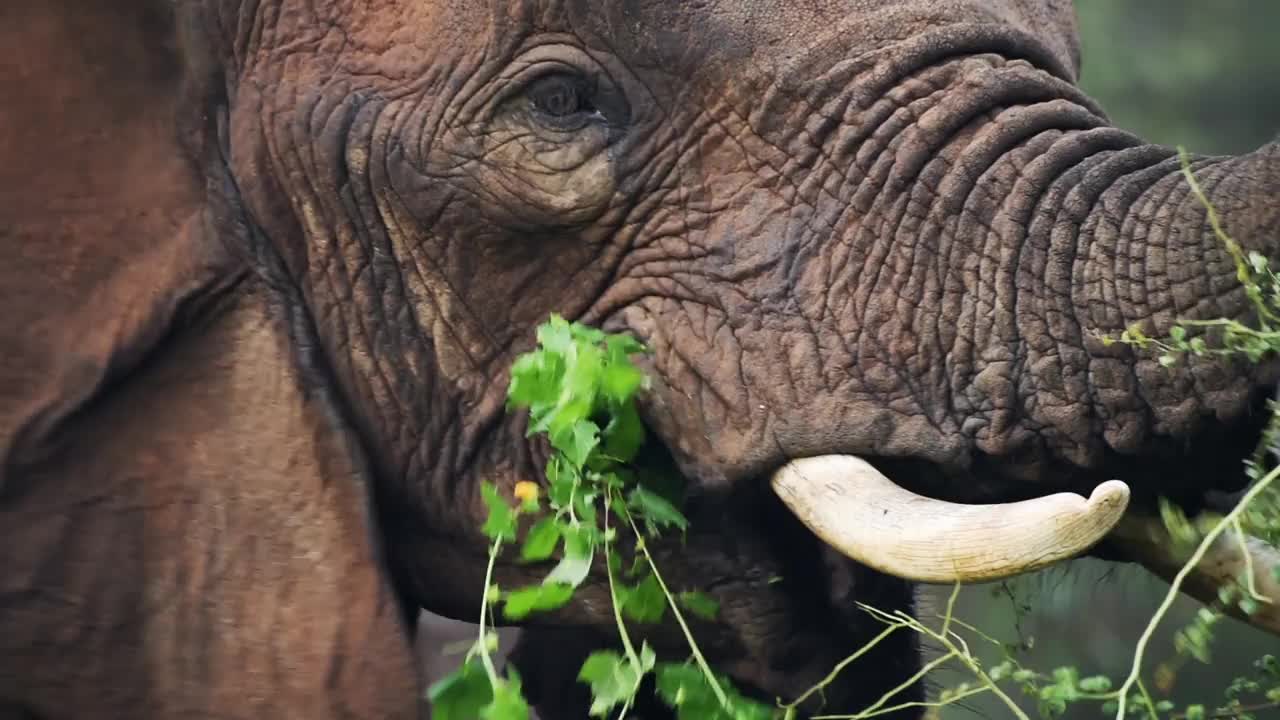 一只野生大象在非洲肯尼亚丛林的树上吃东西的特写视频下载