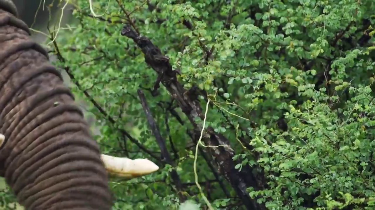 一只非洲丛林象在嗅肯尼亚Sosian的植物。关闭了拍摄视频下载