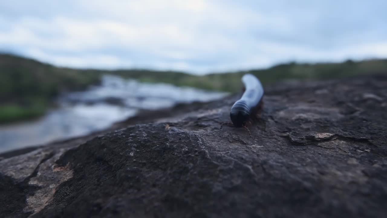 一只黑色千足虫在肯尼亚索西恩河边的一块岩石上爬行视频下载