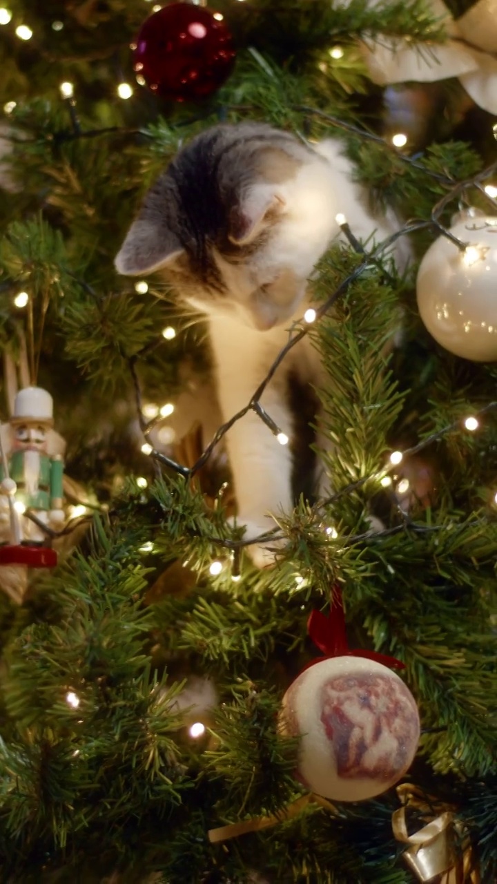 小猫在玩装饰好的圣诞树时摔倒了视频下载