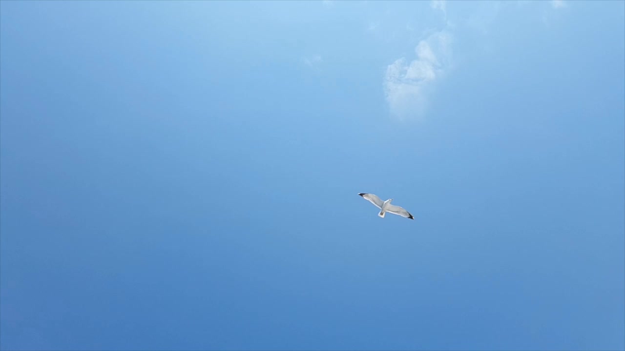 天空中一群海鸥视频素材