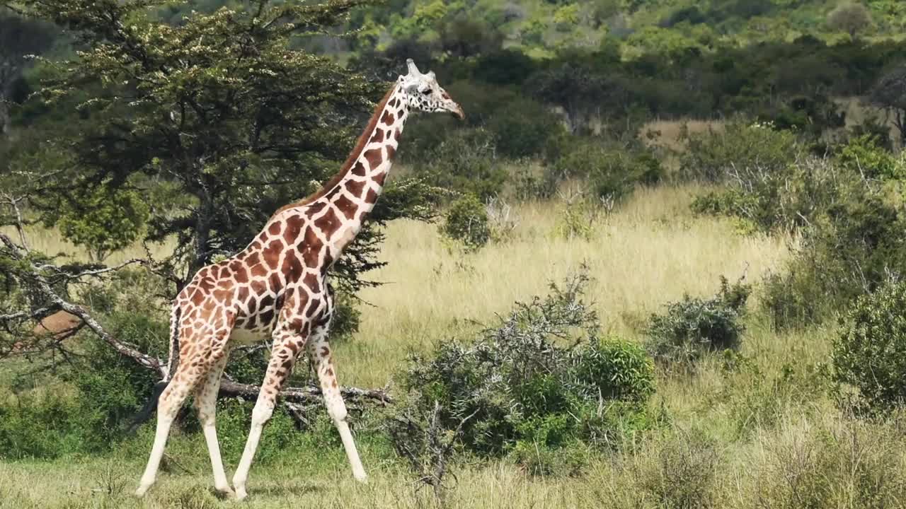 在萨凡纳独自行走的长颈鹿在Sosian野生动物，肯尼亚-中等拍摄视频下载