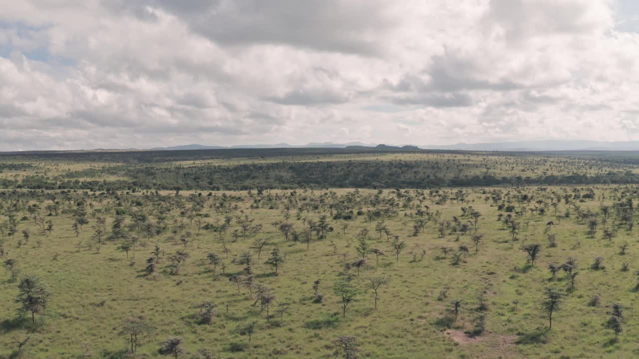 高空无人机拍摄的肯尼亚莱基皮亚非洲大草原景观视频素材