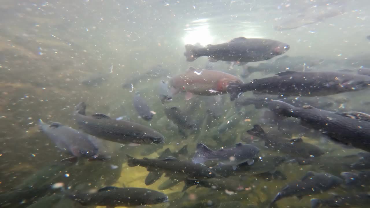 在清洁溪鳟鱼的鱼群水下视图视频素材