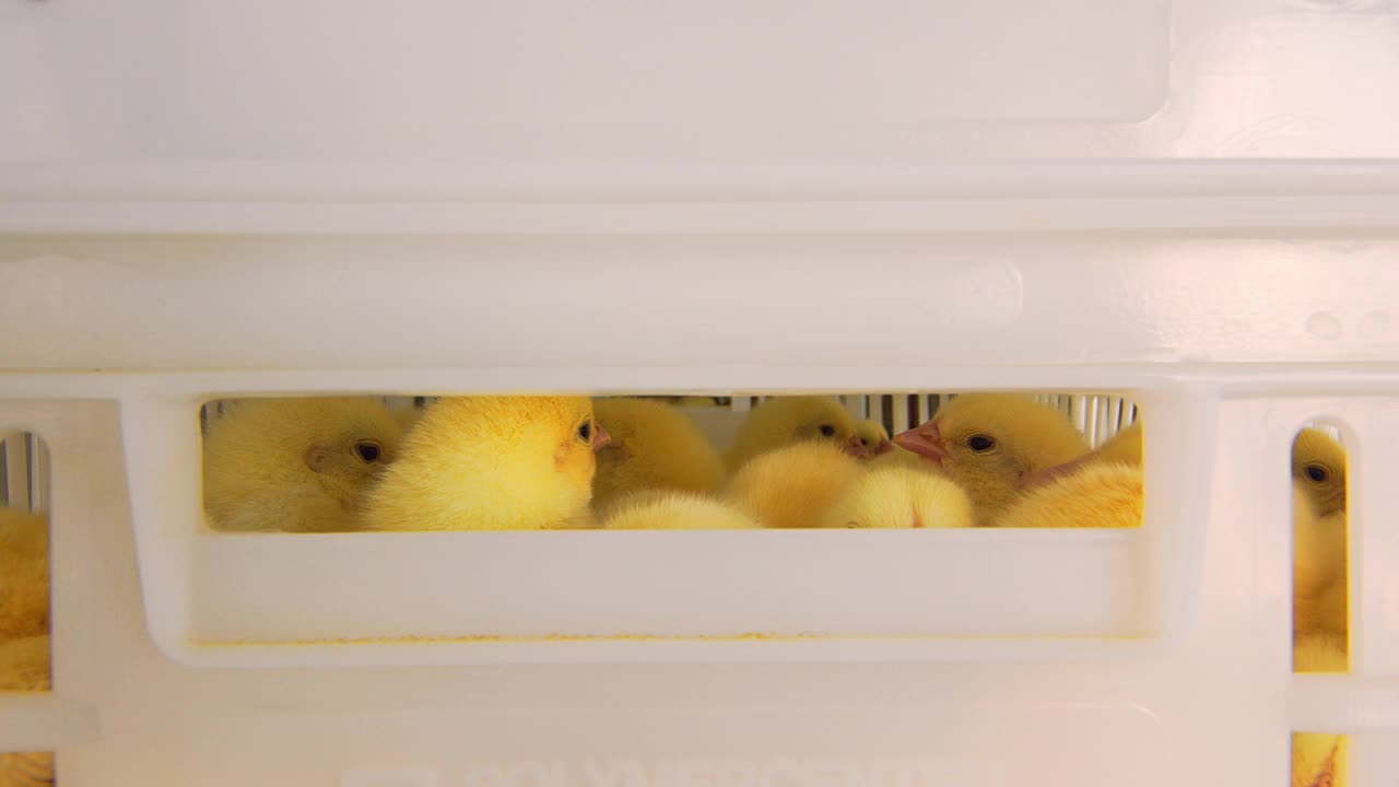 家禽和鸡种业。装在运输容器里的小鸡。塑料容器中小型鸡的工业养殖和运输视频下载