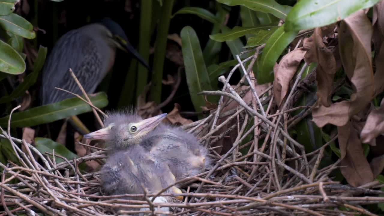 窝里的雏鸟，母亲在后面，慢镜头视频下载