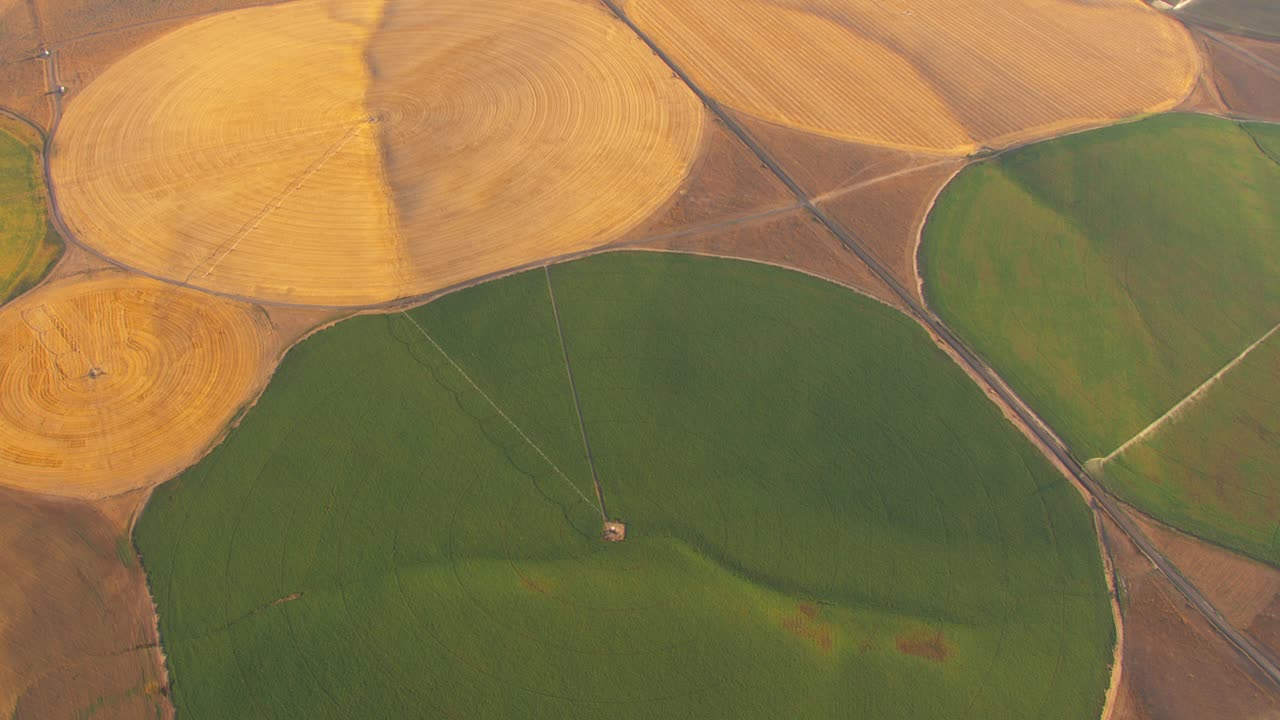 绿色农田灌溉中心枢轴系统和棕色麦田圈的新收获的小麦。视频素材