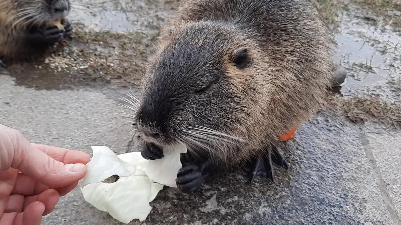 海狸鼠，也叫河狸鼠。草里有一只可爱的小动物在嚼卷心菜。一个男人款待海狸鼠。两只海狸鼠啃胡萝卜。视频素材