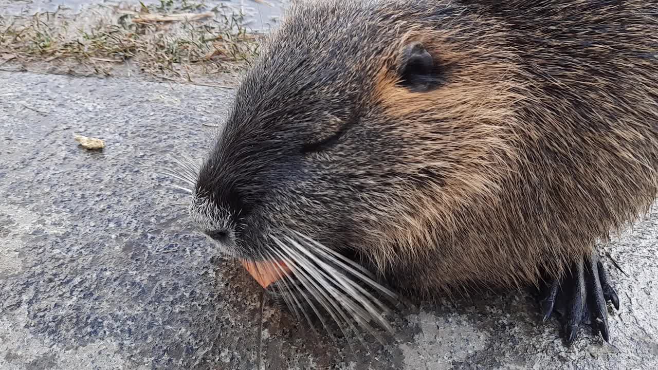 海狸鼠，也叫河狸鼠。草地上有一只可爱的小动物在嚼胡萝卜。它是一种大型的食草动物，生活在河岸上，以在周围地区找到的根和块茎为食。视频素材