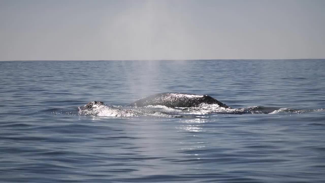 灰色的鲸鱼视频素材