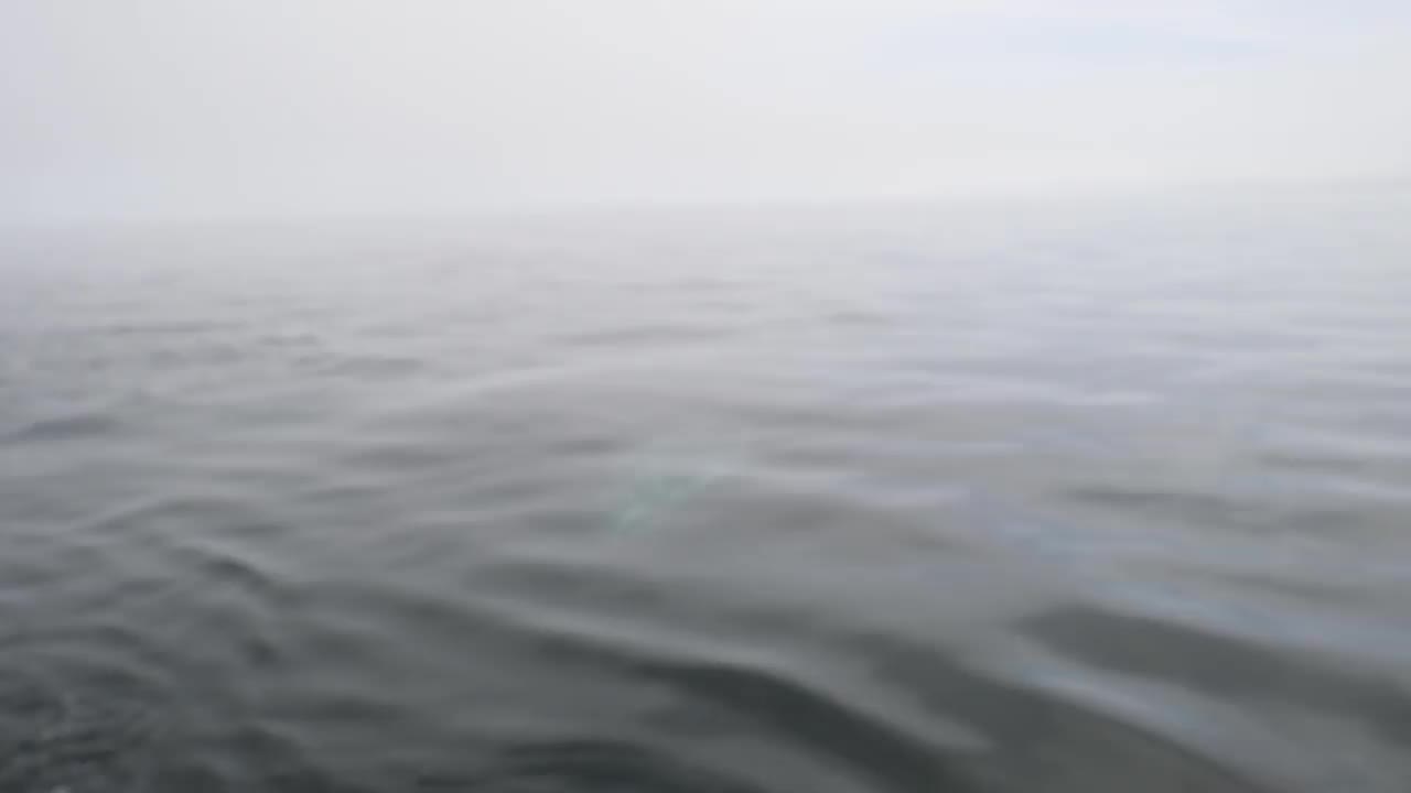 灰色的鲸鱼视频素材