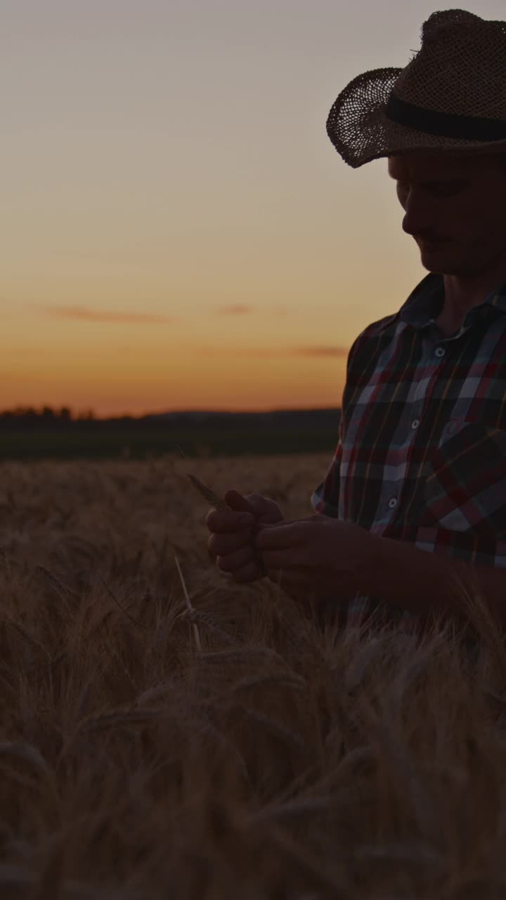 黄昏时分，农夫嘴里叼着一粒黑麦，站在田野的中央视频下载