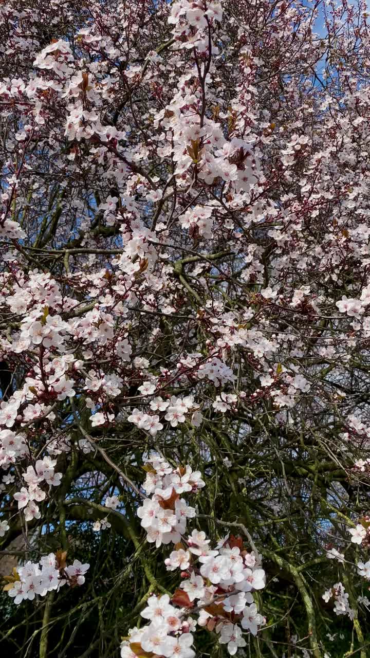 樱花盛开的春天，垂直连续。视频素材