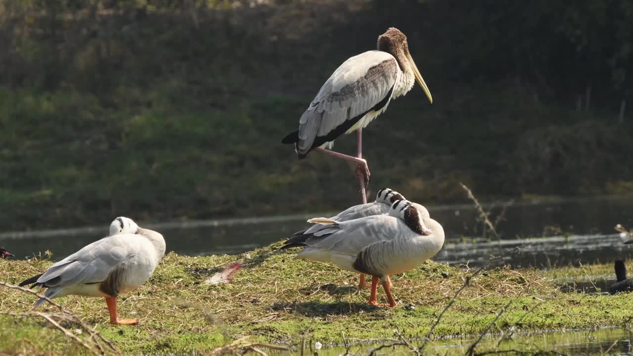 在keoladeo国家公园或印度拉贾斯坦邦的bharatpur鸟类保护区，条头鹅或印度鹅群休息和彩鹳或新银头菌幼鸟视频下载
