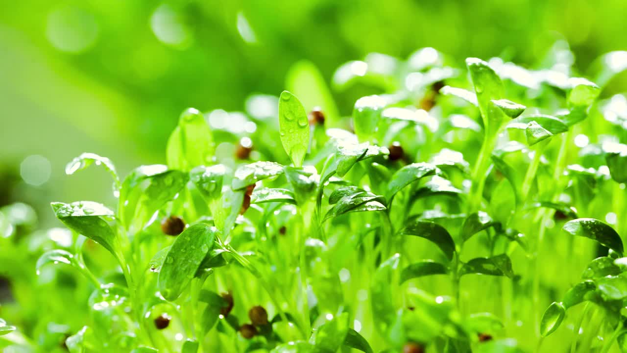 在阳光明媚的日子里，在温室里对发芽的微绿化进行浇水的过程。抽象的背景。视频素材
