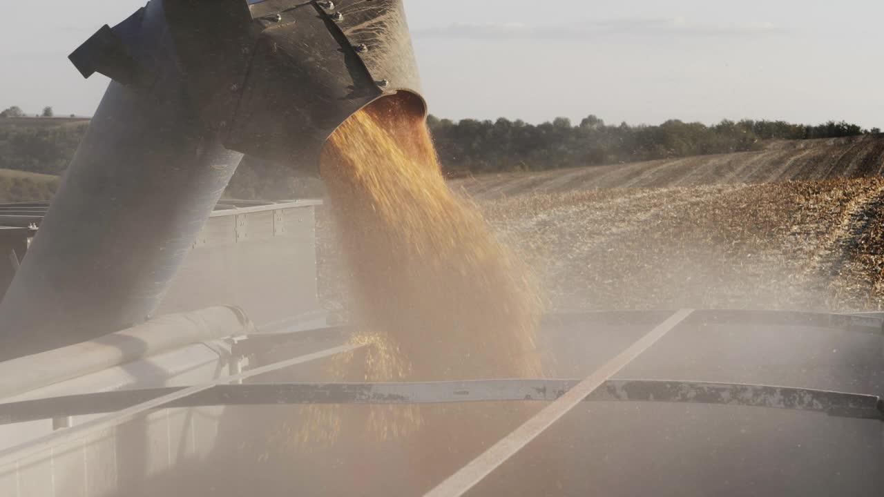 联合收割机将玉米粒倒入卡车的拖车中。视频素材