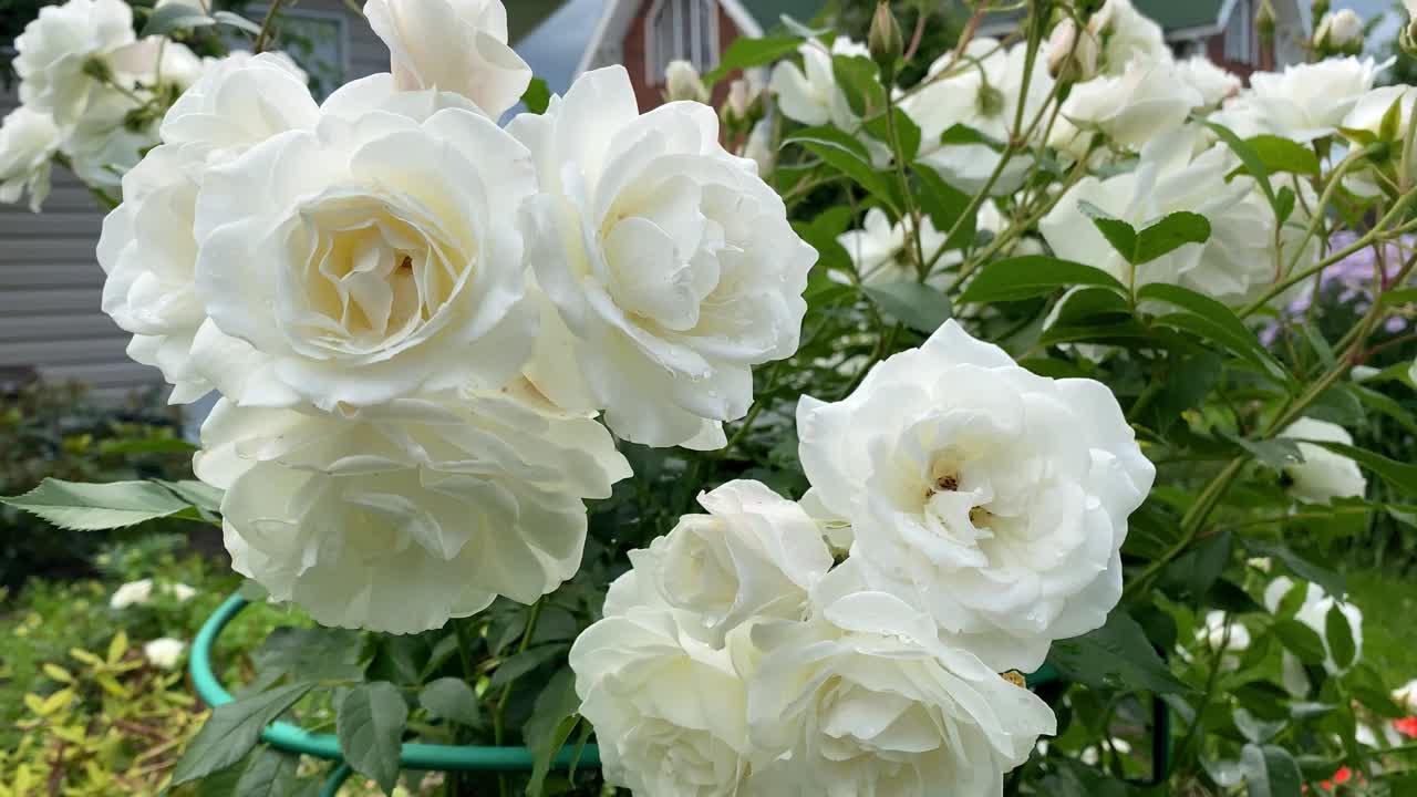 花园里的一丛白玫瑰，枝头上长着一大簇花蕾。整个灌木丛都开花了视频素材