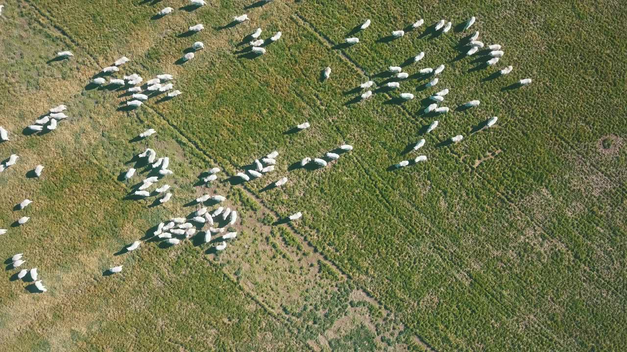 鸟瞰图羊在农业农场视频素材
