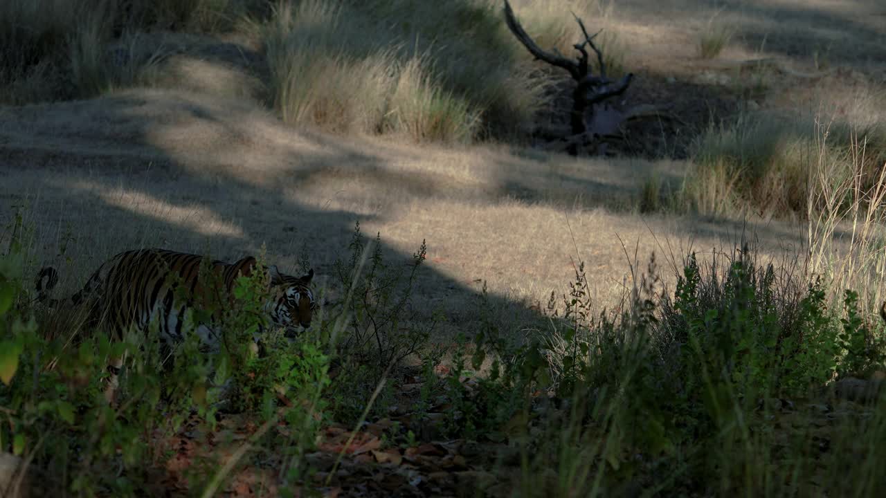 一只美丽的孟加拉虎试图在慢镜头中猎取一只斑点鹿视频下载