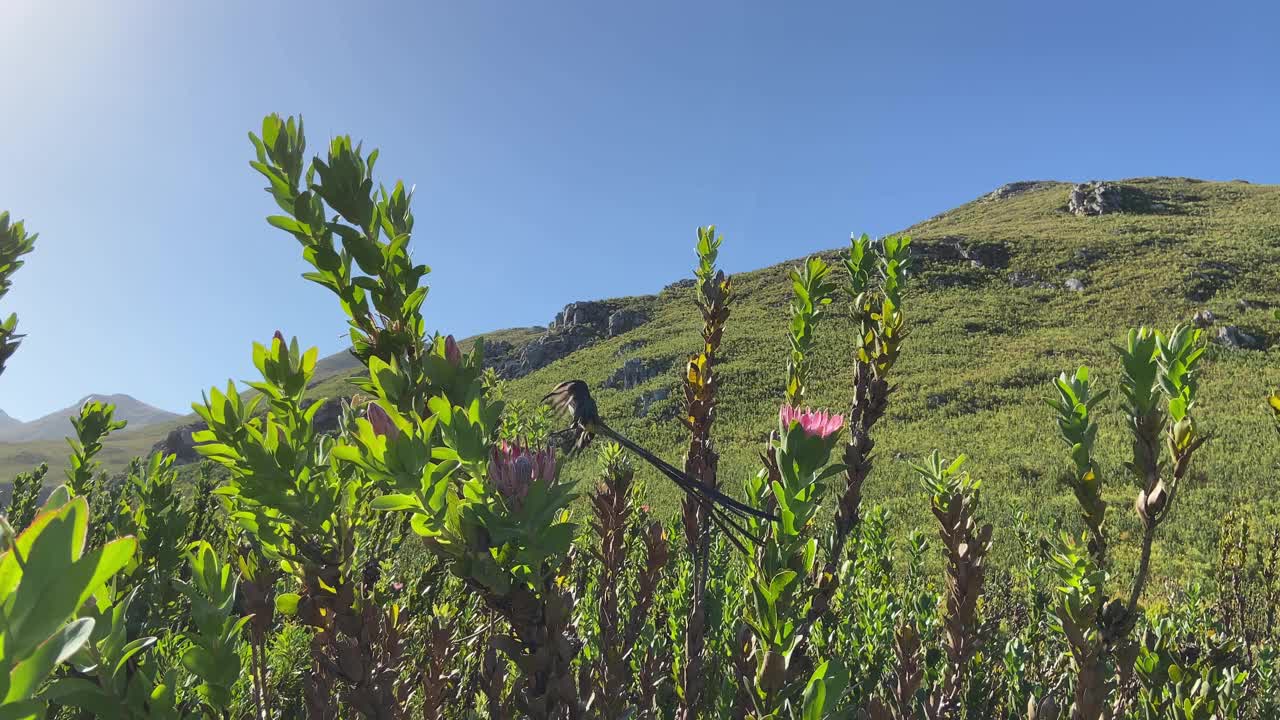 美丽的太阳鸟在protea花上视频下载