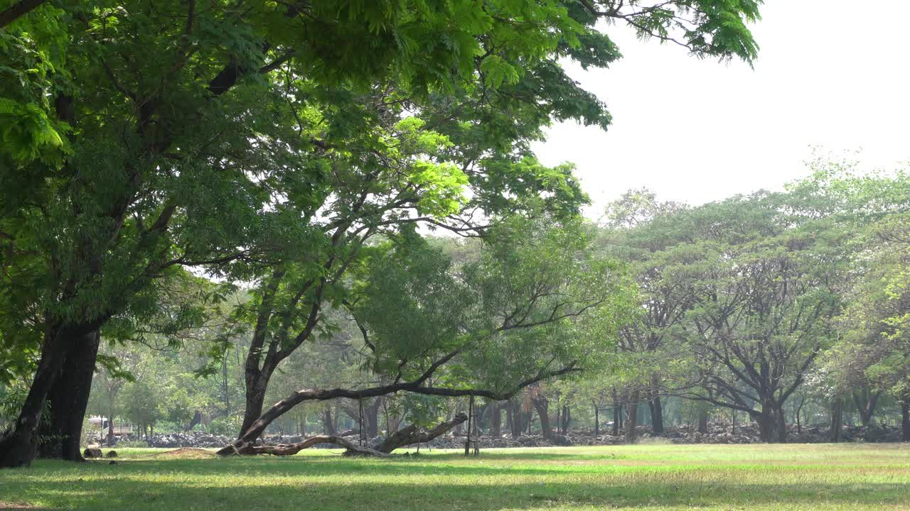 格林公园里的大树视频素材