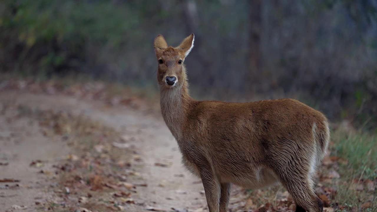 慢镜头中，印度中部森林里的黑鹿视频素材