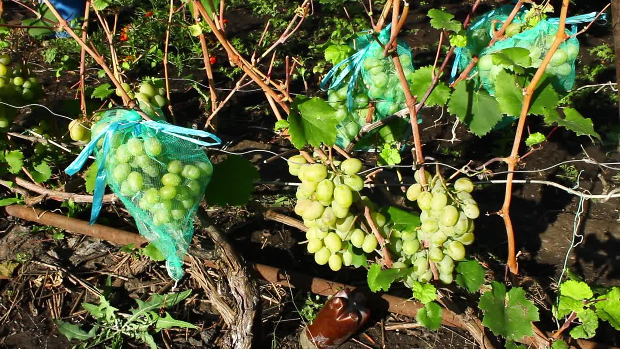 轻葡萄，一串串成熟的葡萄在灌木丛中视频下载