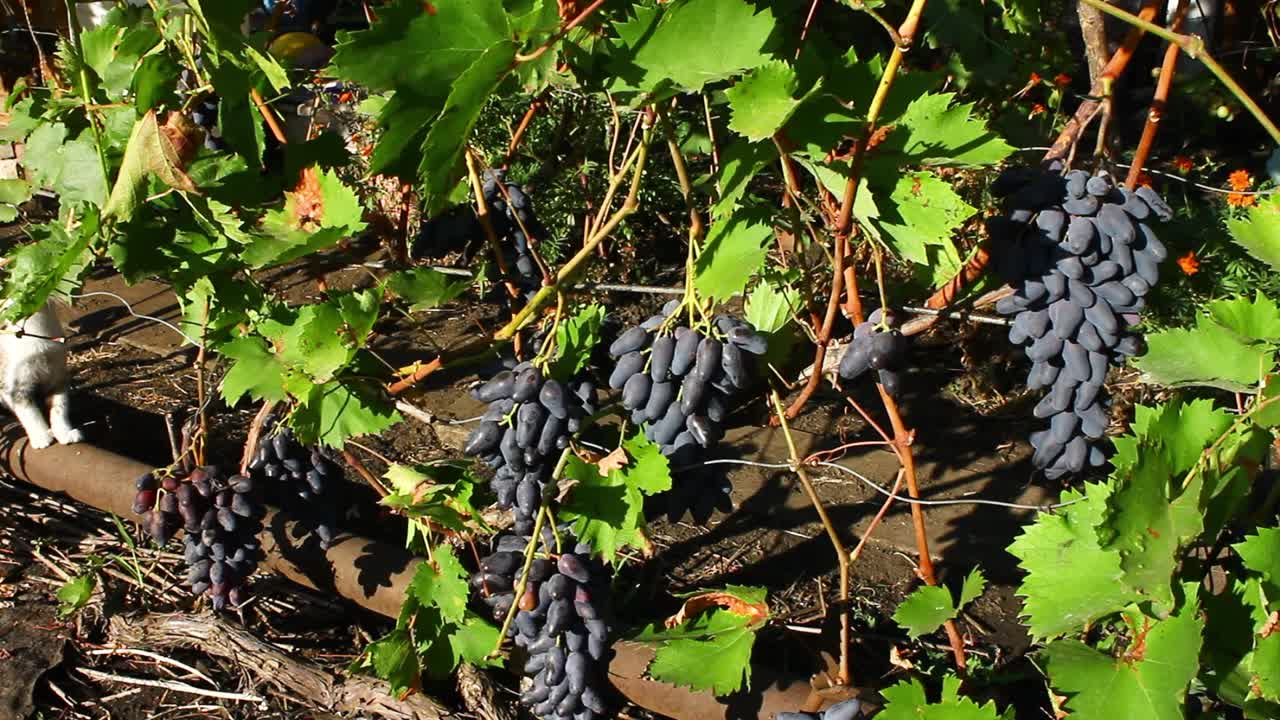 灌木上的黑葡萄。成熟的甜黑葡萄的收获。视频下载