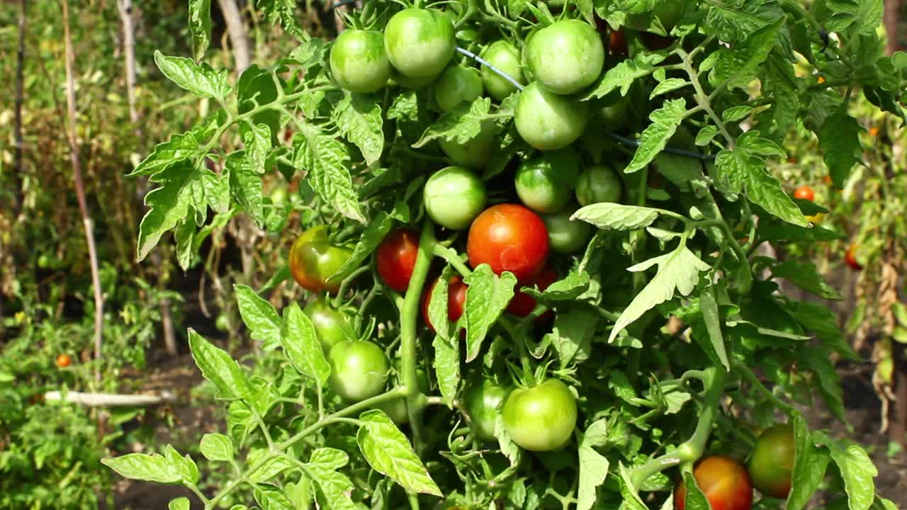 谢利番茄生长。成串种植西红柿。视频下载