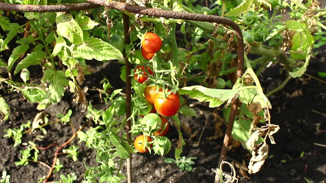 谢利番茄生长。成串种植西红柿。视频下载