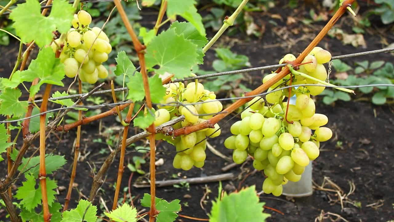 轻葡萄，一串串成熟的葡萄在灌木丛中视频下载